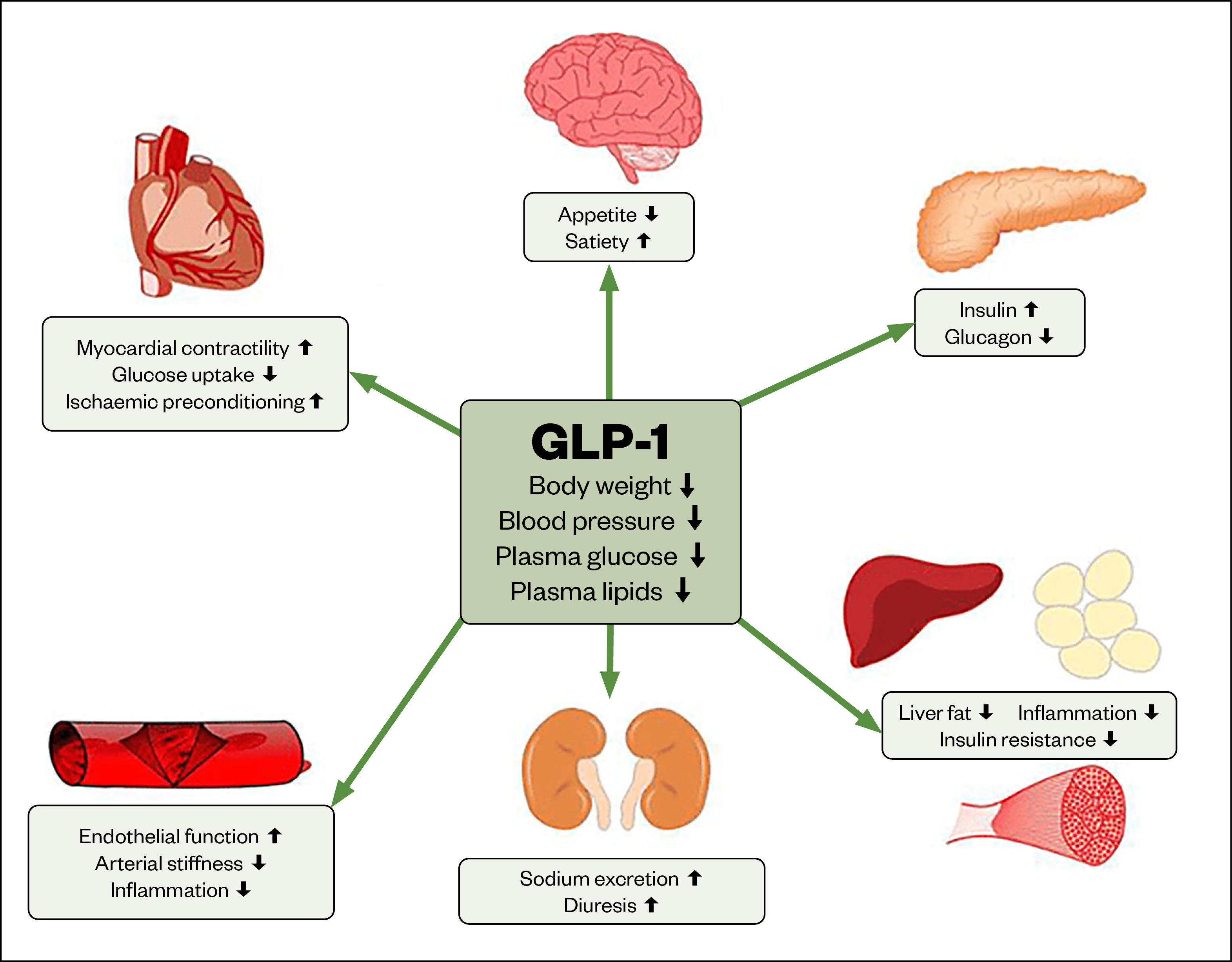 Figure 1- The effects of glucagon-like peptide in human physiology