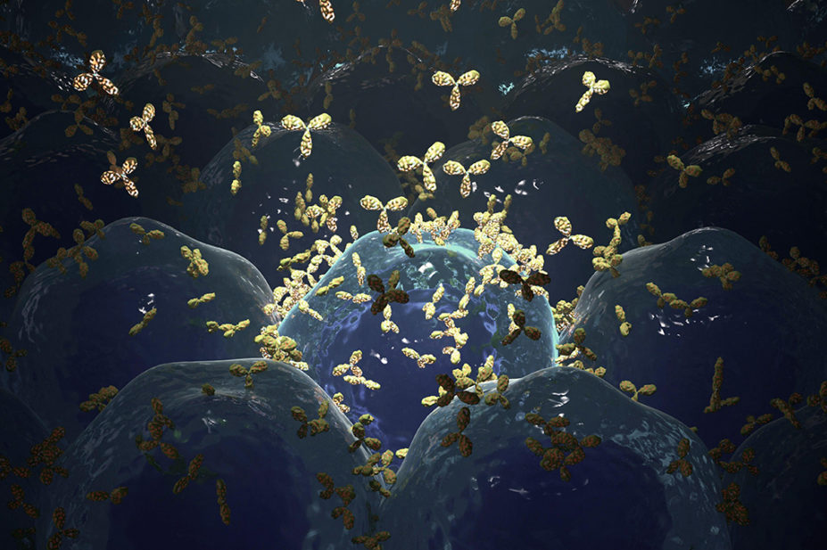 Computer illustration of the production of monoclonal antibodies