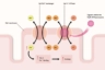 Digoxin monitoring and toxicity management - The Pharmaceutical Journal