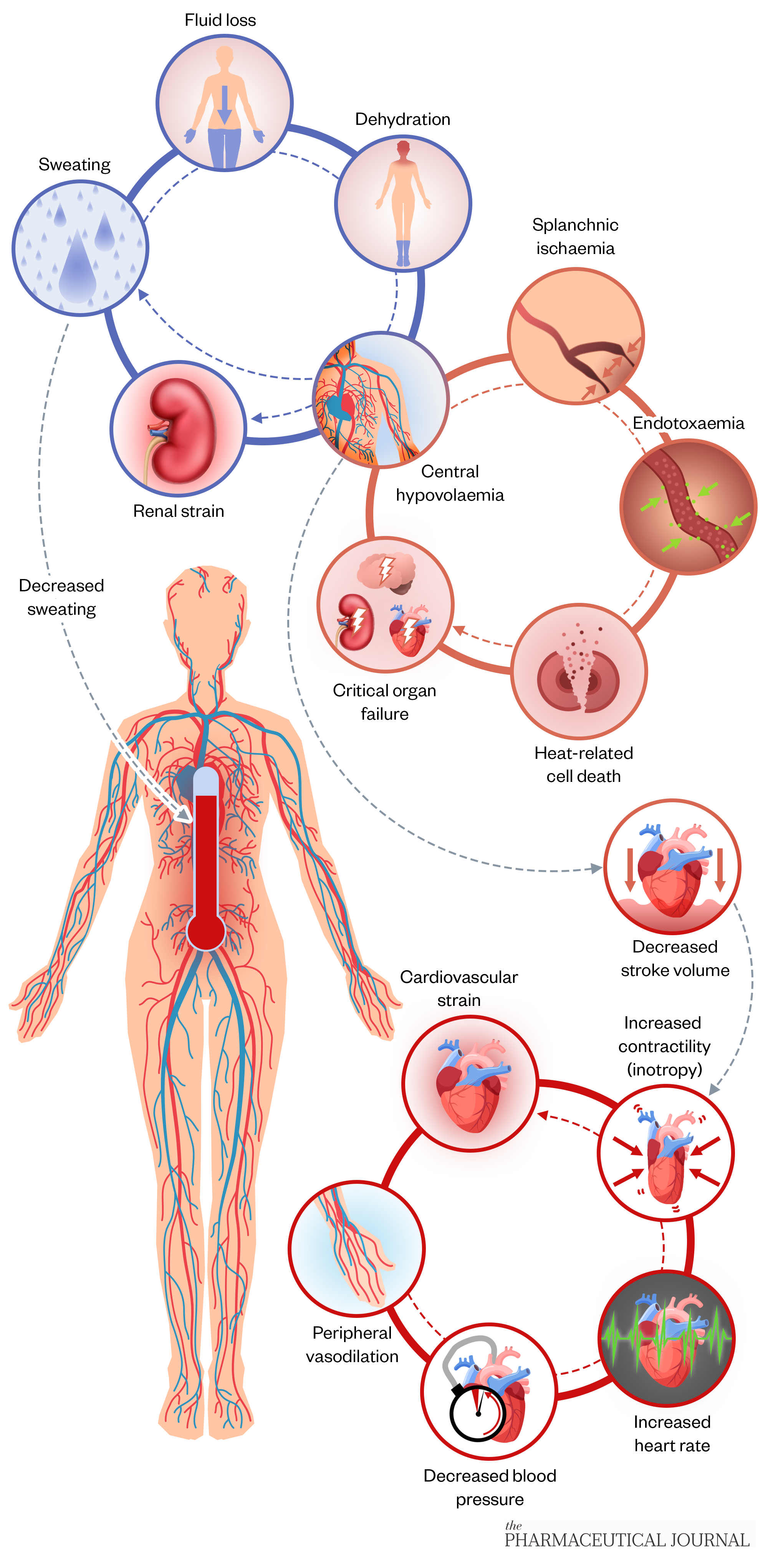 Diagram showing the pathways of heat related illnesses on the different systems within the body.