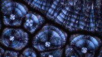 Polarised light micrograph of crystals of the lipid cholesterol