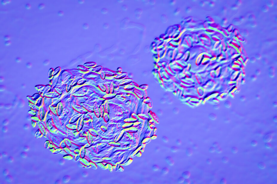 Illustration of Gardnerella vaginalis bacteria.