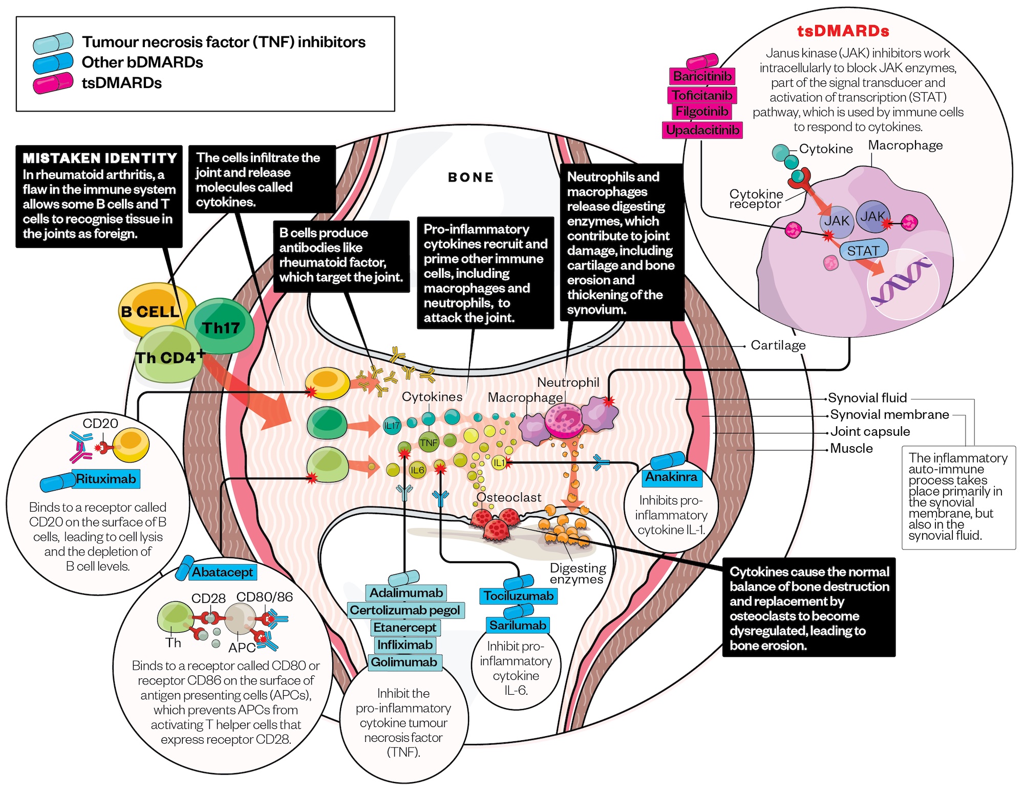 Diagram of different pharmaceutical treatments for rheumatoid arthritis and their actions