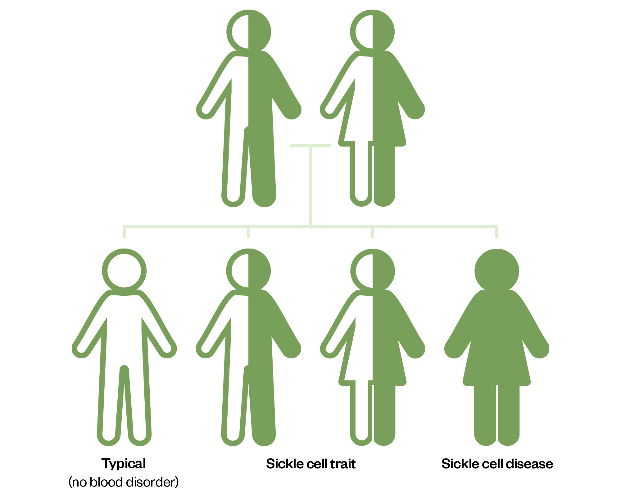 Diagram showing that for two parents with the sickle cell trait, probability is that of four children one would have no blood disorder, two would have the trait and the fourth would have the disease.