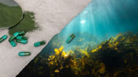 Composite photo with kelp supplement on the left overlaid over an underwater kelp scene