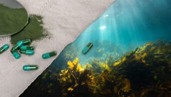 Composite photo with kelp supplement on the left overlaid over an underwater kelp scene