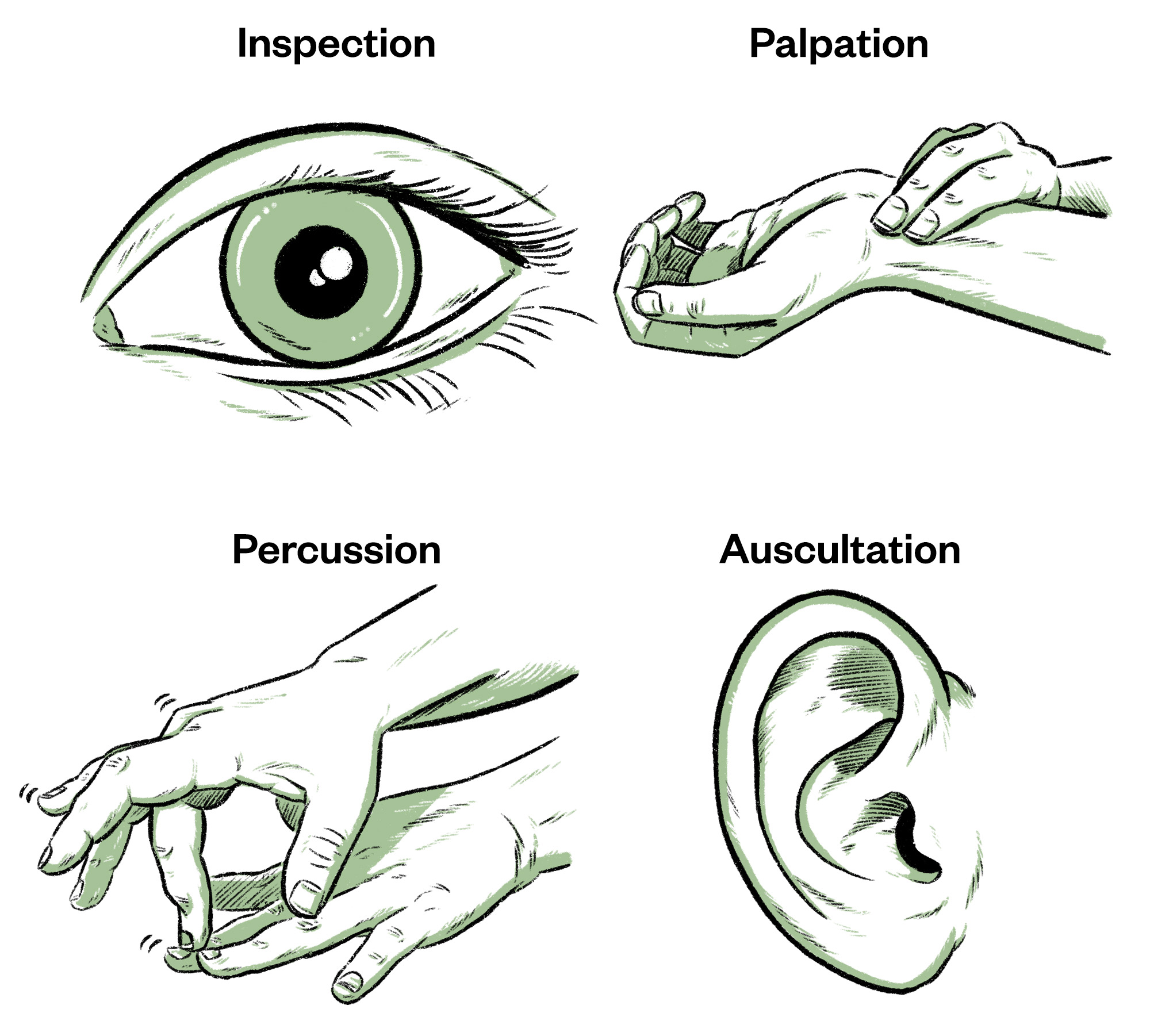 Illustration of the four key objective assessment techniques: 1) inspection, 2) auscultation, 3) percussion, 4) palpation