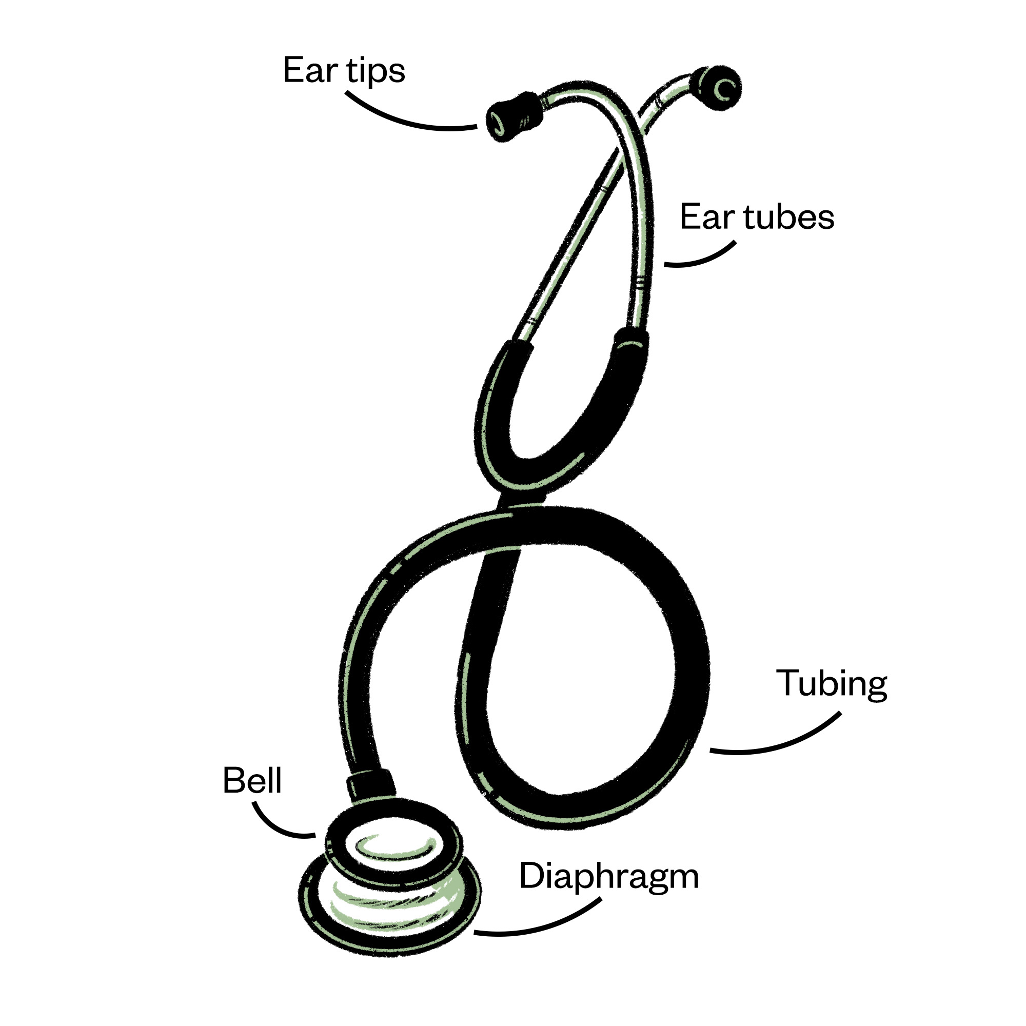 Illustration of a stethoscope showing the different parts (from top to bottom): ear tips, ear tubes, tubing, bell and diaphragm