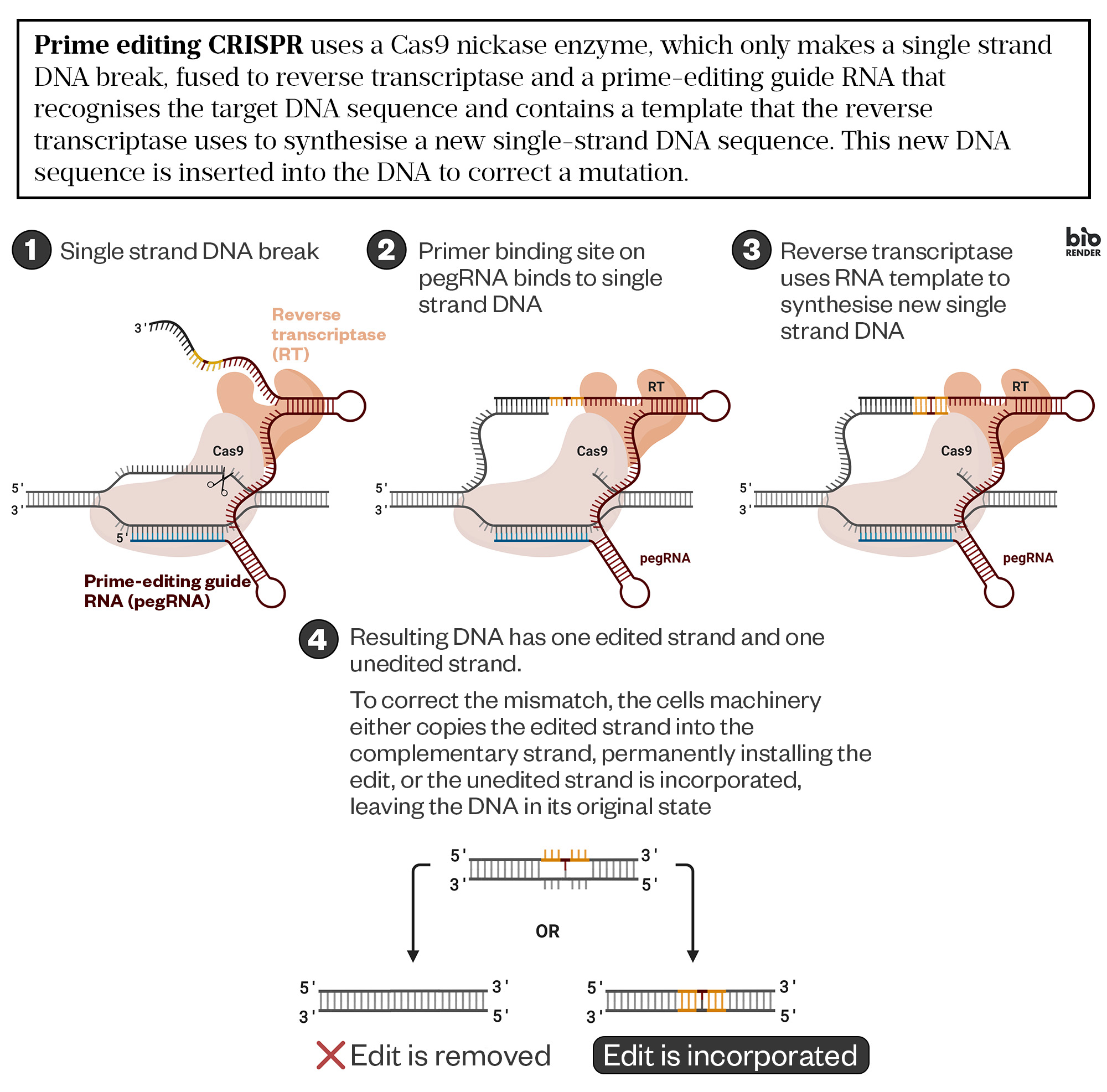 Diagram showing four step simplification of the prime editing mechanism. Text reads: Prime editing CRISPR uses a Cas9 nickase enzyme, which only makes a single strand DNA break, fused to reverse transcriptase and a prime-editing guide RNA that recognises the target DNA sequence and contains a template that the reverse transcriptase uses to synthesise a new single-strand DNA sequence. This new DNA sequence is inserted into the DNA to correct a mutation.