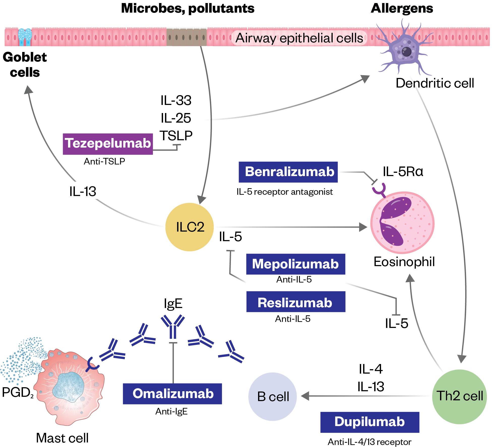 Diagram showing how biologics work for asthma treatment