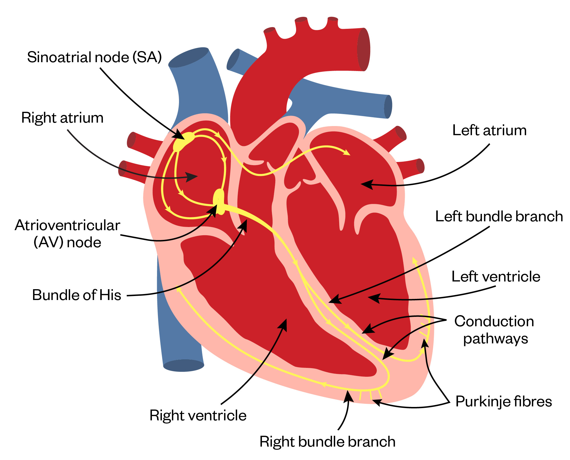 Diagram showing different components of the cardiac electrical system