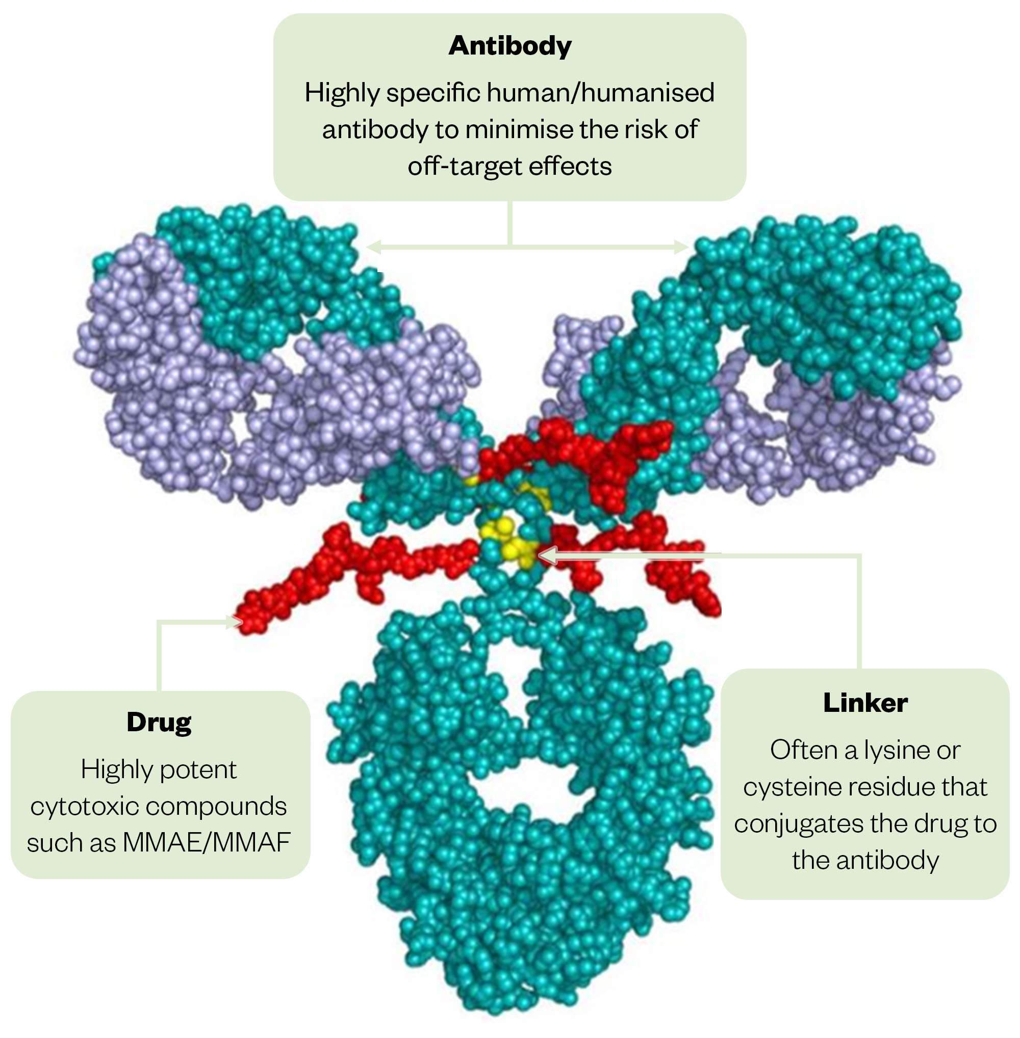 Diagram of an antibody with interactions of a drug and linker