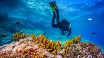 Scuba diver over Mediterranean sponges in the Adriatic sea near Hvar island, Croatia.