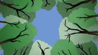 Illustration of looking up through trees to a blue sky