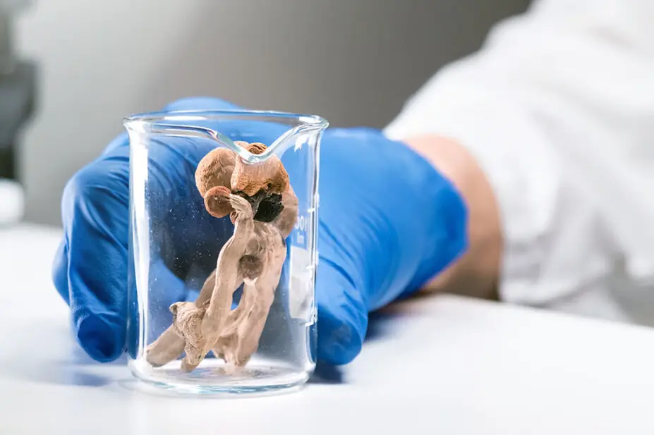 Scientist examines psilocybin mushrooms in jar