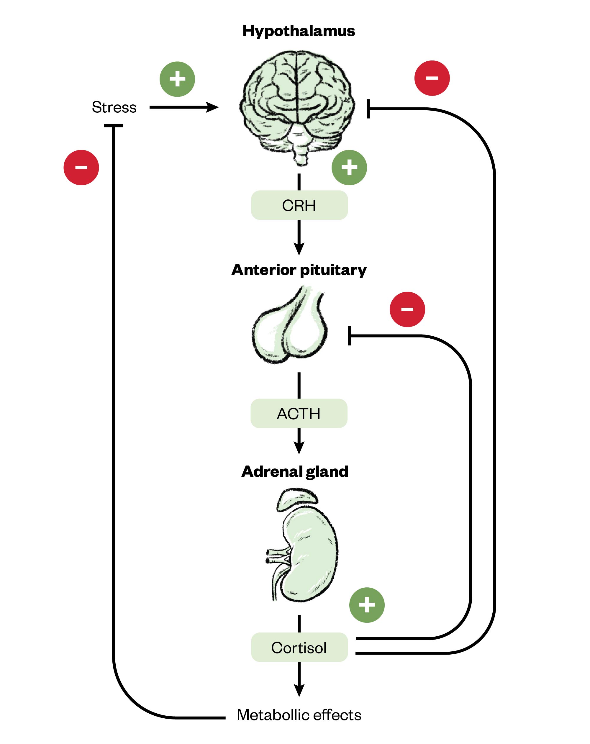 Diagram showing the HPA axis