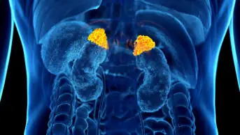 3D art illustration of the adrenal glads, within the human body