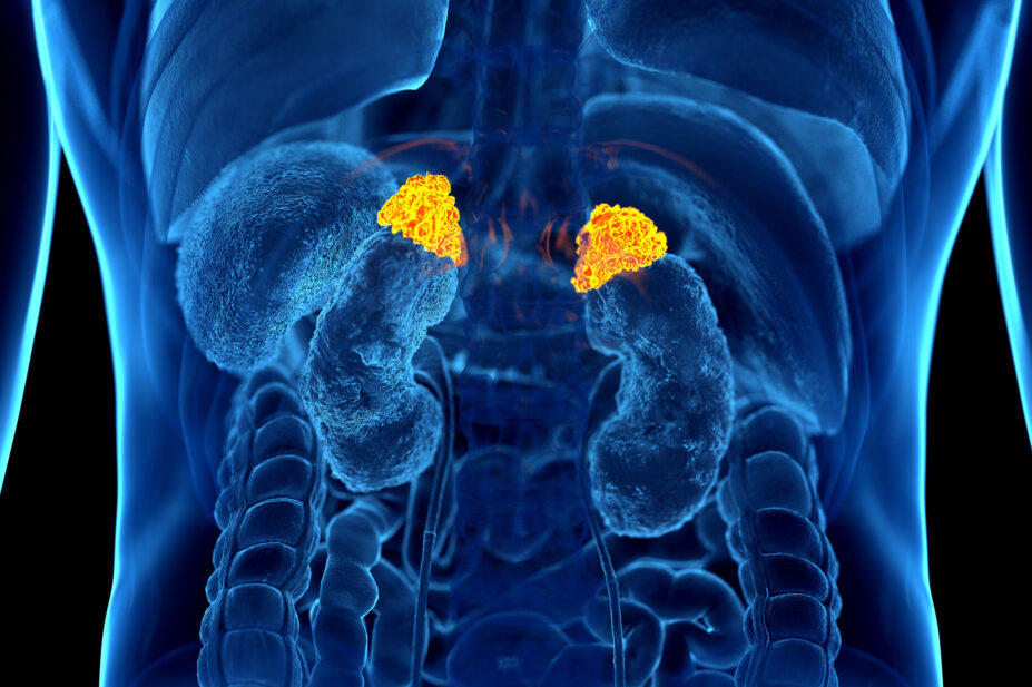 3D art illustration of the adrenal glads, within the human body