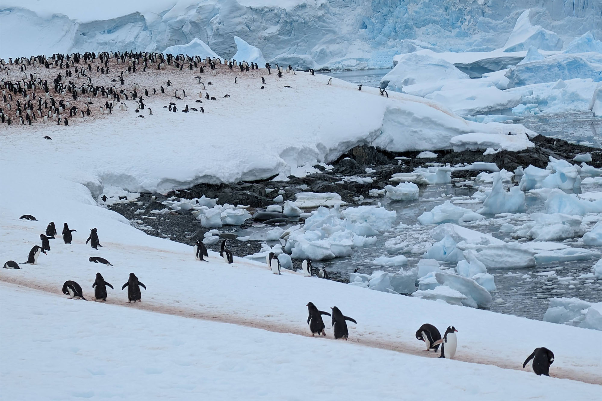 Photo of a trail of gentoos penguins walking on a snowy, glacial coastal cove, with masses of ice in the water behind