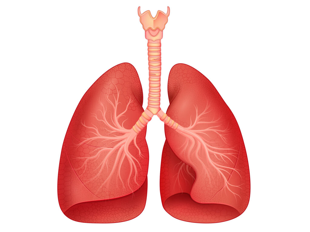 Diagram of lungs