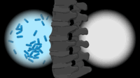 A microscope view with bacteria growing on the left and nothing on the right, with a spine through the centre