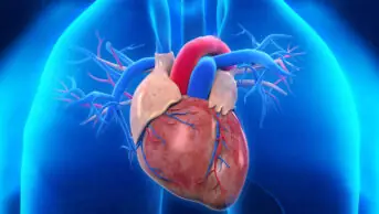 Anatomy of heart and lungs