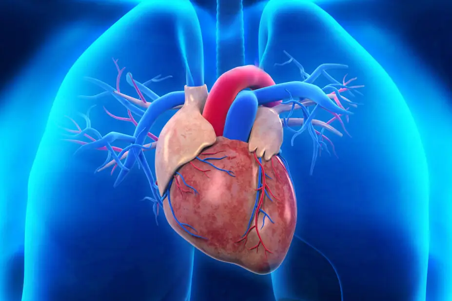 Anatomy of heart and lungs