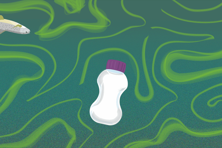 An oral supplement bottle floats in water, eutrophication is shown in algae green blooms, lids and other bottles float nearby and dead fish