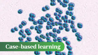 Morphology of meningococcus bacteria shown here in a blue colour on a pink background.