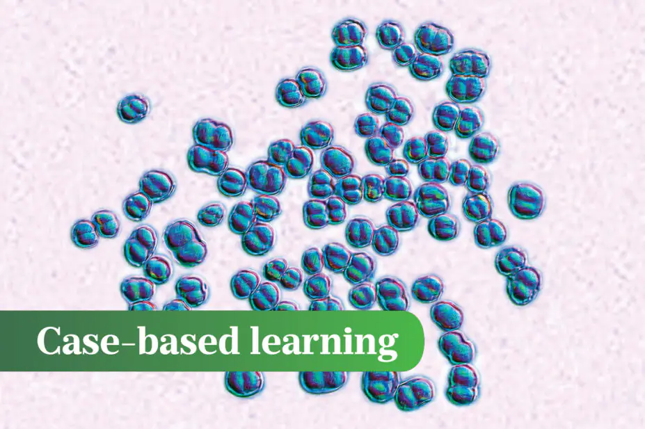 Morphology of meningococcus bacteria shown here in a blue colour on a pink background. 