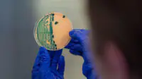 A scientist examines a Petri dish with a bacteria sample