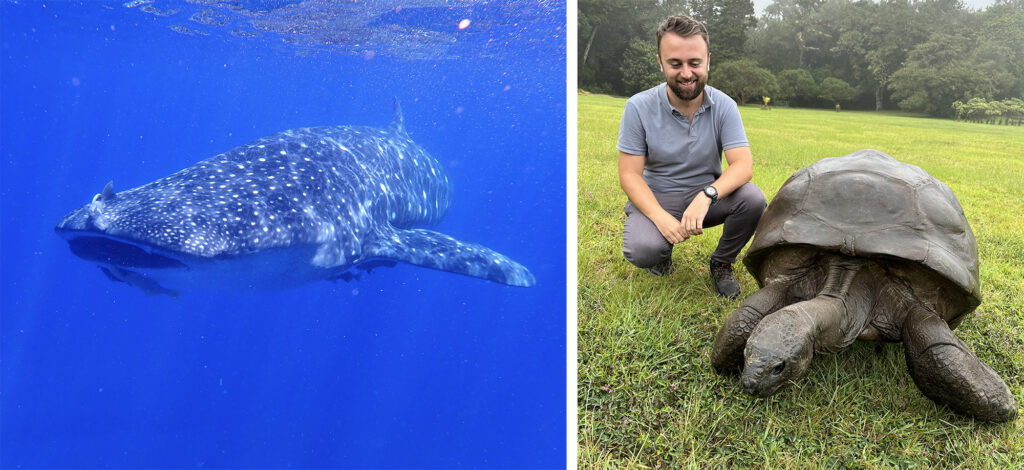 Left image: very blue sea with side profile of whale shark, right image: James crouches next to the tortoise surrounded by grass