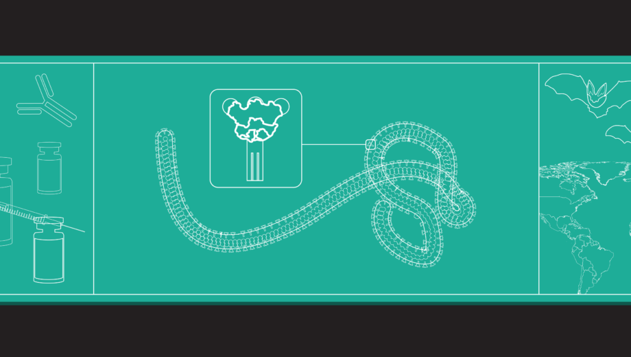 Blueprint style image of Ebola, showing cross section of the virus, antibodies and vaccines, bat silhouettes and map of the world