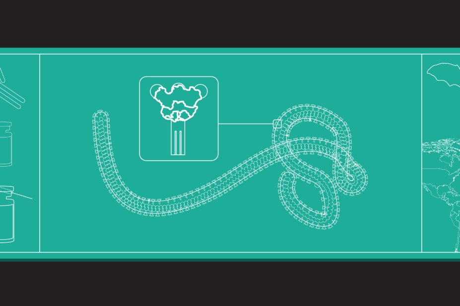 Blueprint style image of Ebola, showing cross section of the virus, antibodies and vaccines, bat silhouettes and map of the world