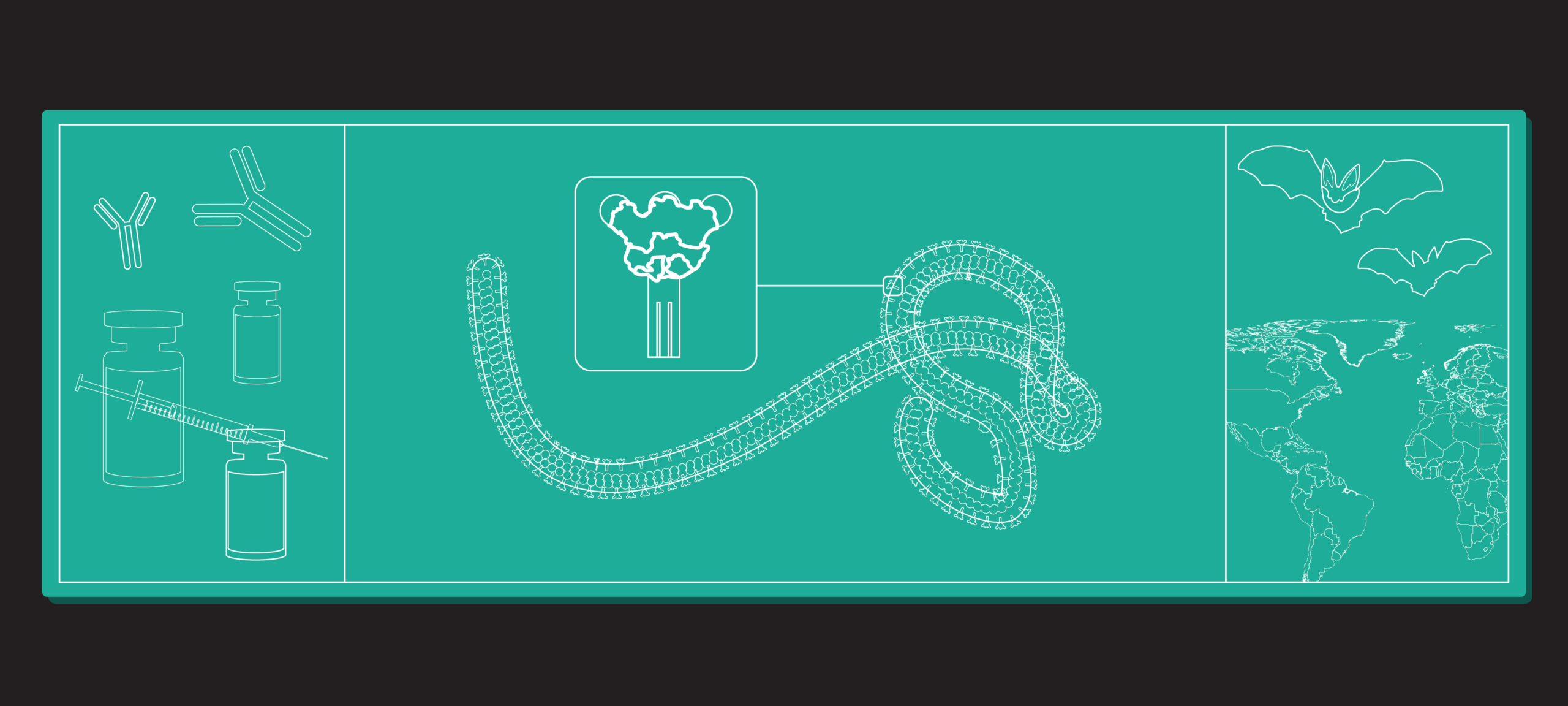 Ebola Bundibugyo Outbreak in DRC and Uganda Declared Global Emergency | Quick Digest