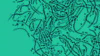 Microscopic probiotics