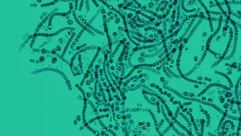 Microscopic probiotics