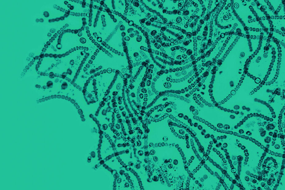 Microscopic probiotics