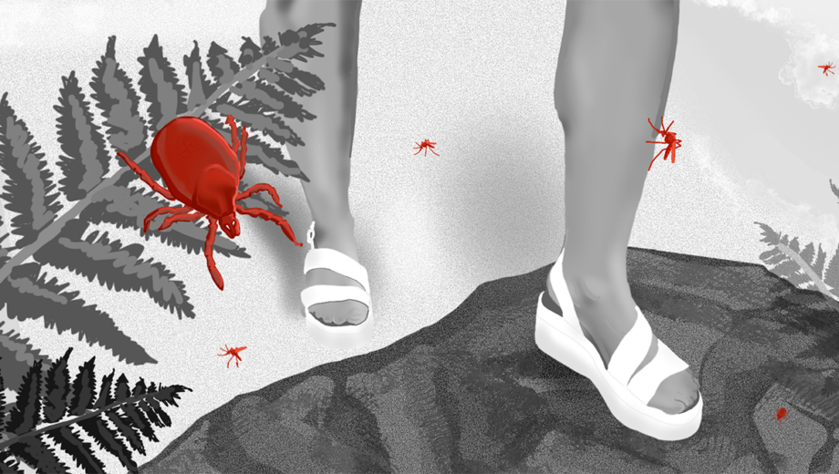 A scene in Dartmoor, a person is stepping from scorched grass onto a rock surrounded by ferns, everything is in black and white apart from the ticks and mosquitos which are in red